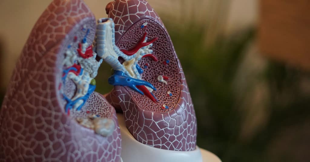 Plastic model of human lungs | Mesothelioma Risk Factors