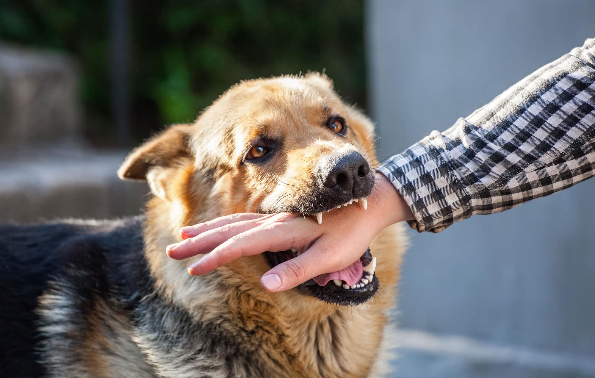 Animal and Dog Bites