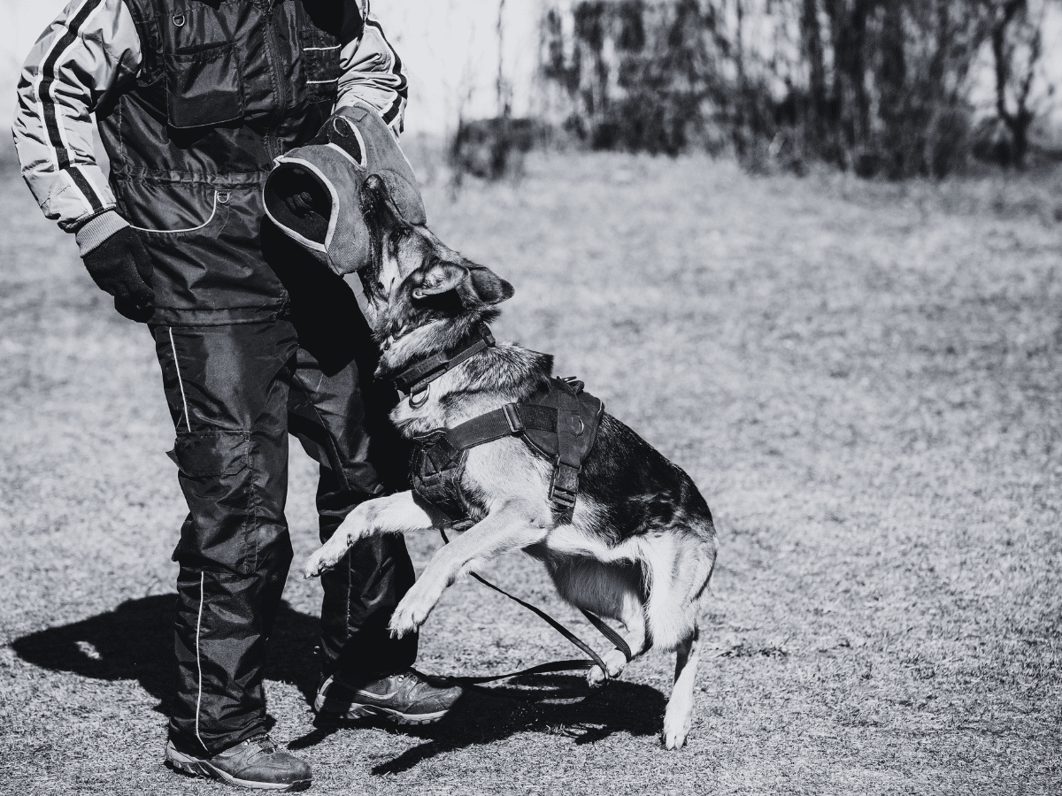Dog biting someone